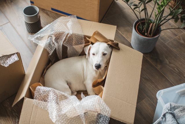 Pet Care Providers Win With New Movers